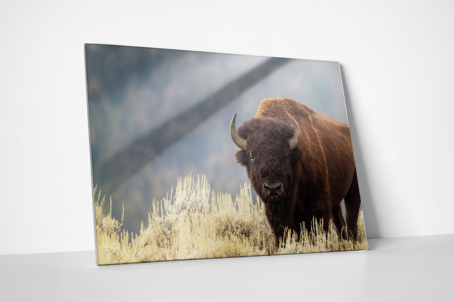 Bison Metal Print – Buffalo Wall Art, Rustic Western Nature Photography for Home or Office