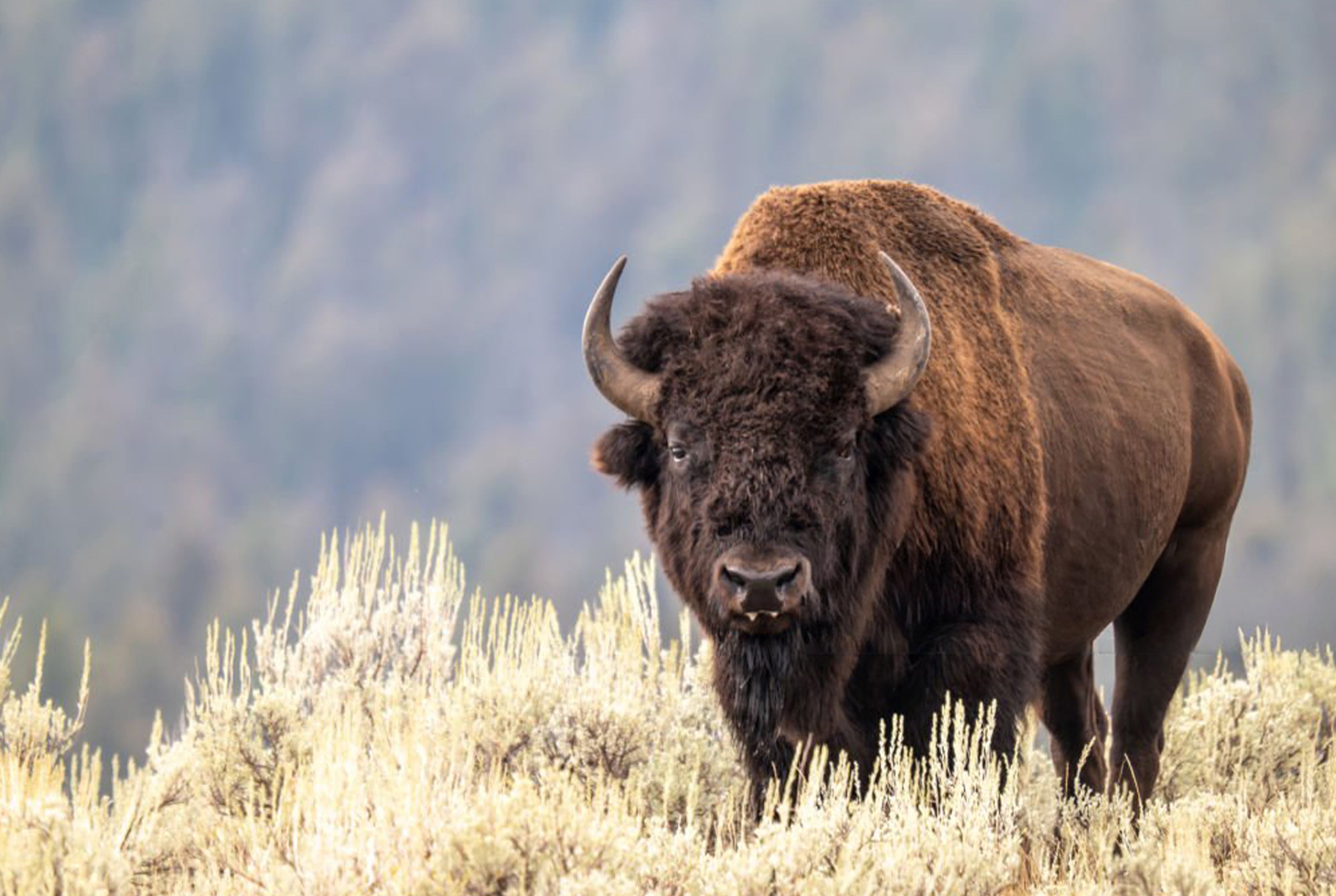 Bison Metal Print – Buffalo Wall Art, Rustic Western Nature Photography for Home or Office