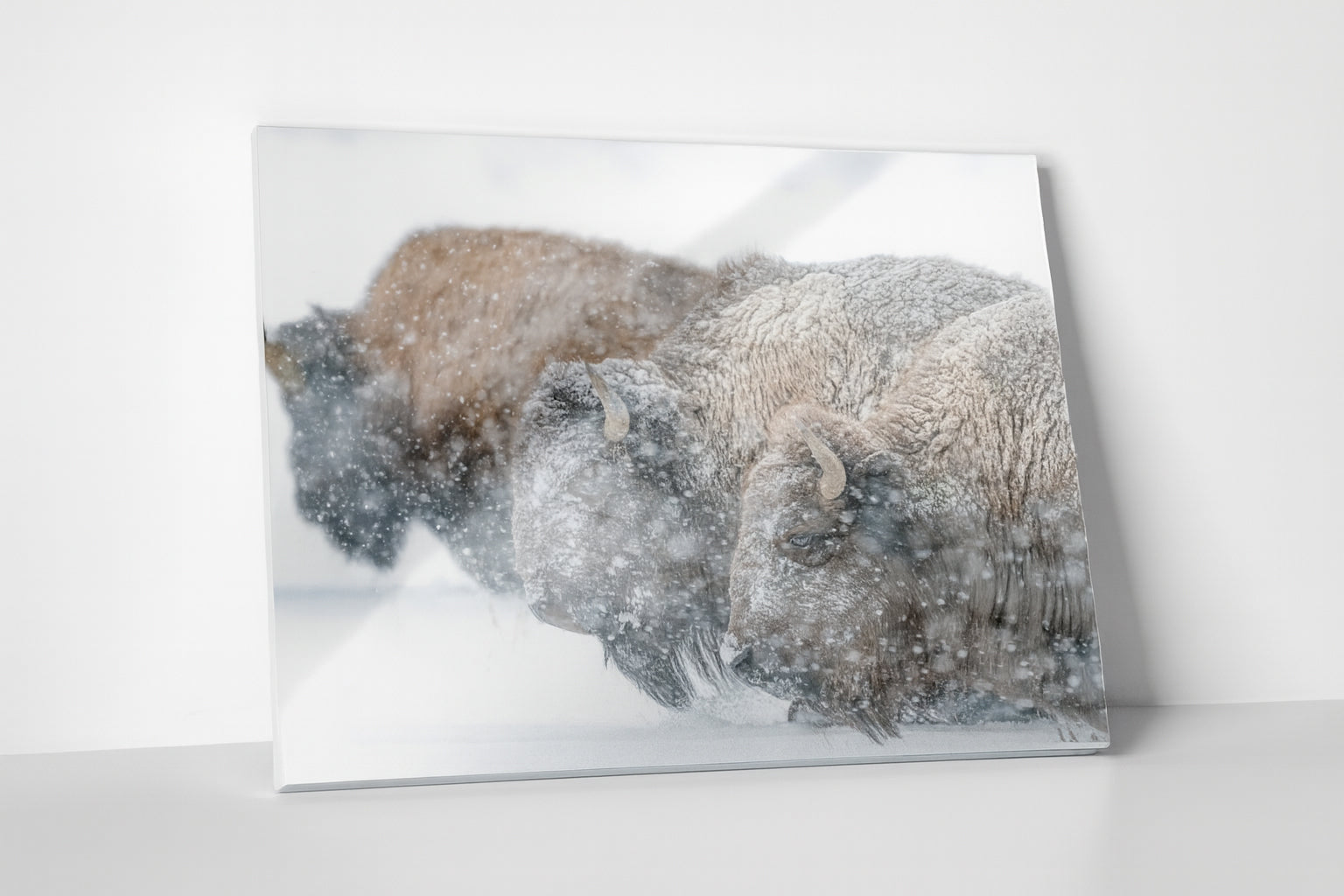 Bison in Snowstorm Metal Print – Buffalo Winter Wildlife Wall Art, Western Cabin Decor