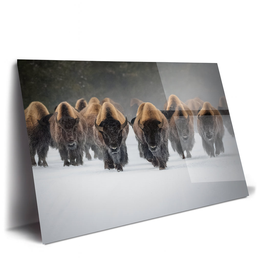 Charging Bison Herd Metal Print – Buffalo Winter Landscape Wall Art for Western & Ranch Decor