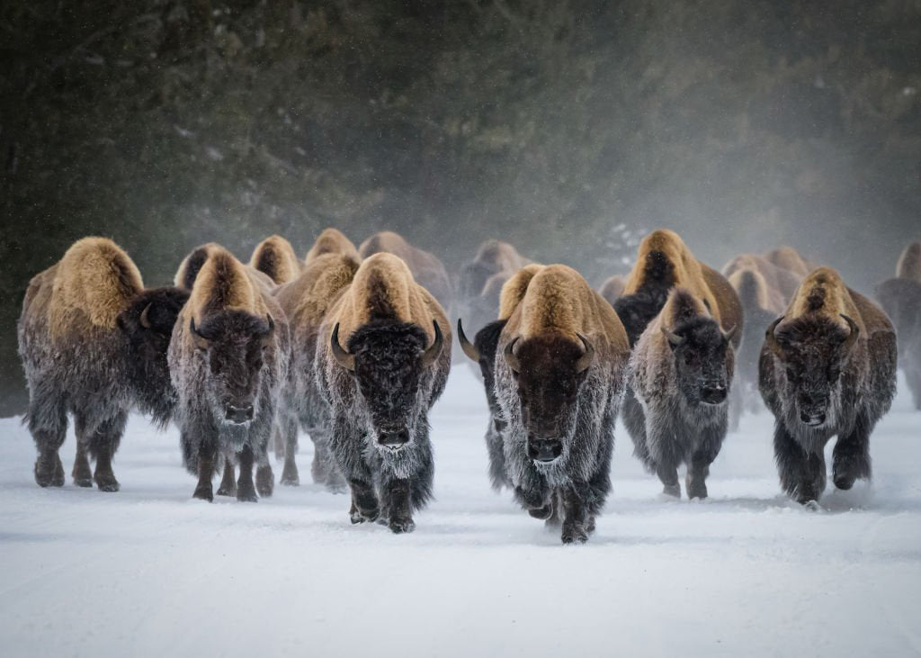 Charging Bison Herd Metal Print – Buffalo Winter Landscape Wall Art for Western & Ranch Decor