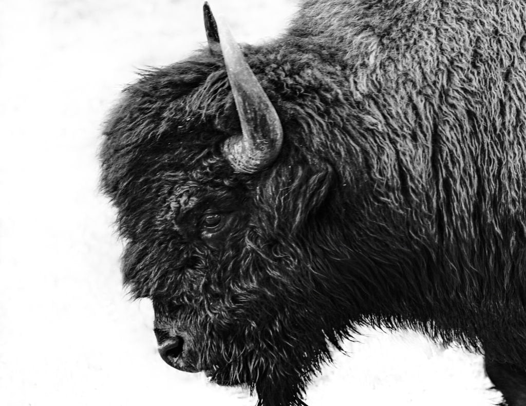 Buffalo Portrait Metal Print – Monochrome Bison Photo, Rustic Farmhouse & Ranch Decor