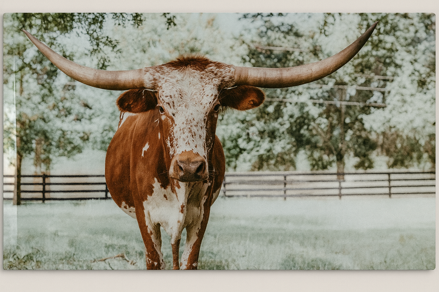 Texas Longhorn – 36x60 High-Gloss Metal Wall Art